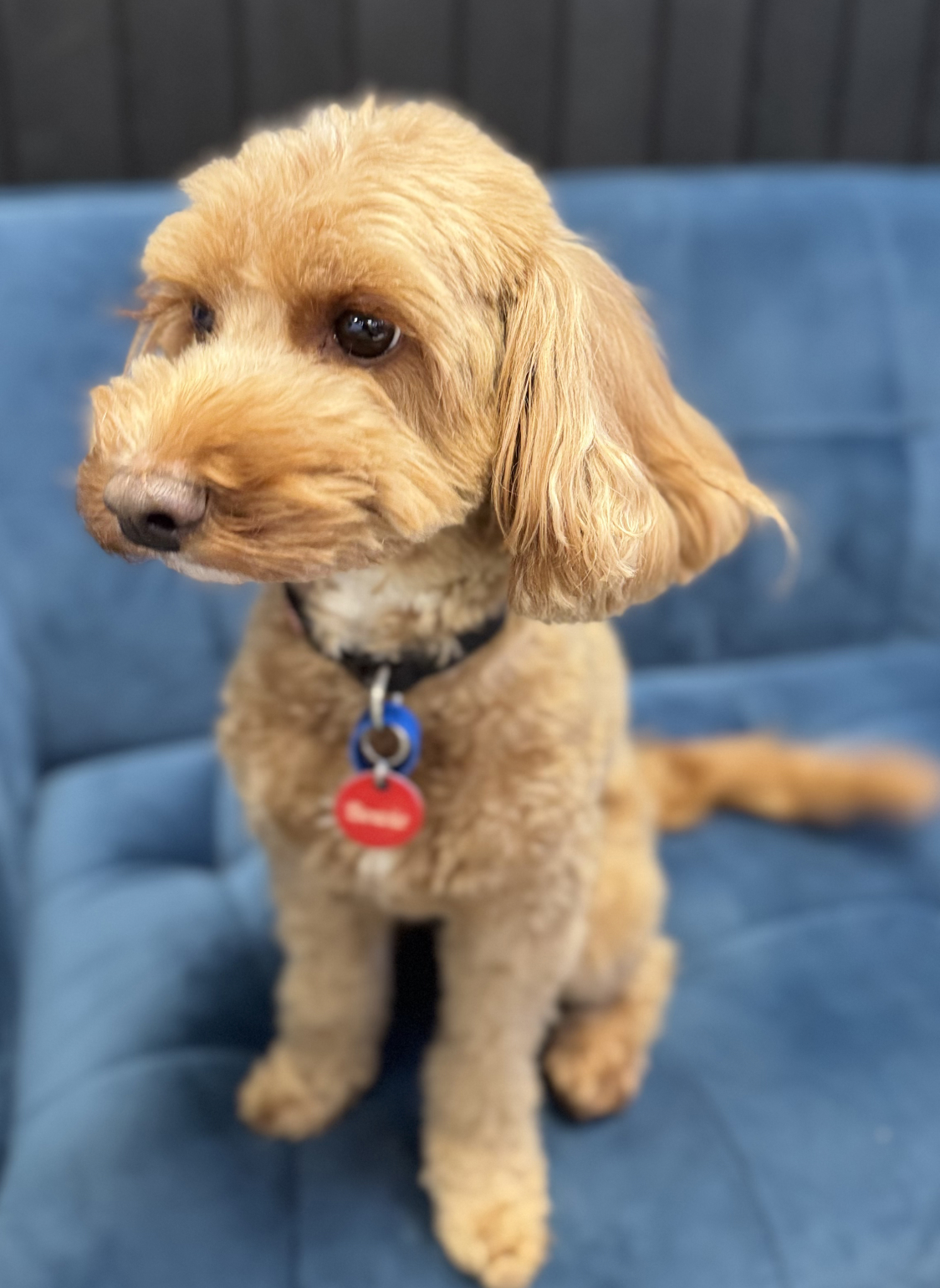 Bowie Headshot